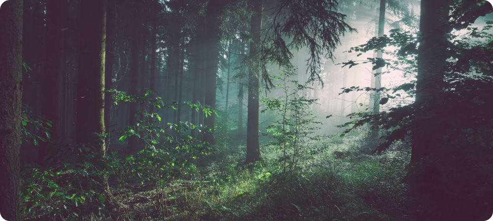 This photo shows light shining through a forest and represents the topic of this blog ThemeForest. It is in colour, but the majority of the photo is in darkness