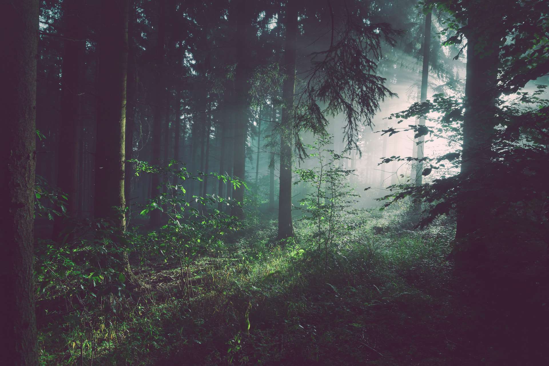 This photo shows light shining through a forest and represents the topic of this blog ThemeForest. It is in colour, but the majority of the photo is in darkness